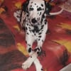 Photo de Baloo, Dalmatien