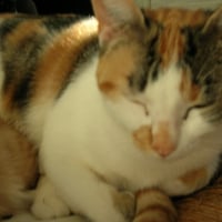 Photo de profil de Minette