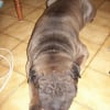 Photo de Tequila , Shar-Pei