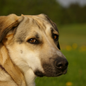 Photo de profil de Laika