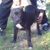 Photo de Erko, American Staffordshire Terrier