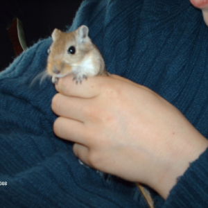 Photo de profil de Bijoux