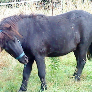 Photo de profil de Galopin