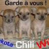 Photo de Chili