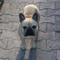 Photo de profil de Biscotte