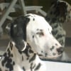 Photo de Chanel, Dalmatien