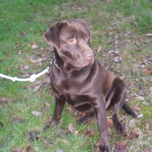 Photo de profil de Djep   (labrador)