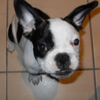 Photo de profil de Elvis