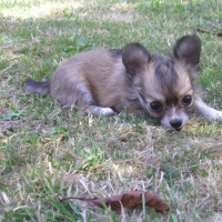 Photo de profil de Enzo