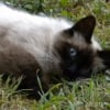 Photo de Chouchou, Sacré de Birmanie