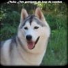 Photo de Daika, Husky Sibérien