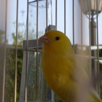 Photo de profil de Giallo