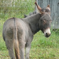 Photo de profil de Gaspard