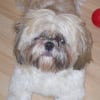 Photo de Snoopy, Shih Tzu