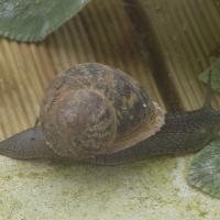 Photo de profil de Jojo l'escargot