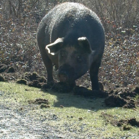 Photo de profil de Porcin