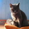 Photo de Victoria, Chartreux