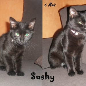 Photo de profil de Sushy