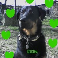 Photo de profil de Bouddha