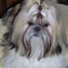 Photo de Diabolo, Shih Tzu