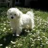 Photo de Blue belle, Bichon Maltais