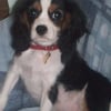 Photo de Endy, Cavalier King Charles Spaniel