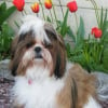 Photo de Chipie, Shih Tzu