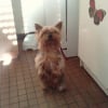 Photo de Niko, Yorkshire Terrier