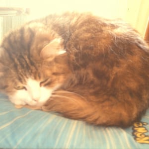 Photo de profil de Minette