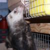 Photo de Cortex, Furet