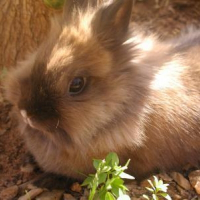 Photo de profil de Ciboulette