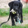 Photo de Dino, Labrador Retriever