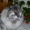 Photo de Mina, Spitz Allemand