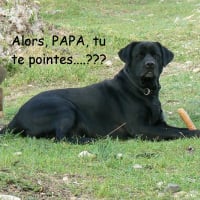 Photo de profil de Pacha