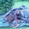 Photo de Calasse, Labrador Retriever