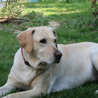 Photo de profil de Roussanne