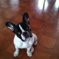 Photo de profil de Elvis