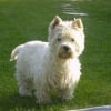 Photo de Niagara, West Highland White Terrier