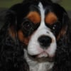 Photo de Daïko, Cavalier King Charles Spaniel