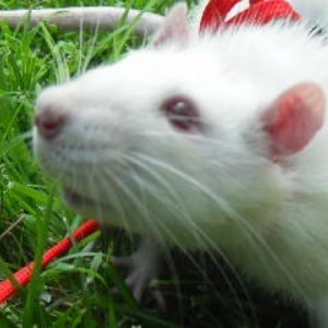 Photo de profil de Splinter