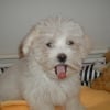 Photo de Lola, Bichon Maltais