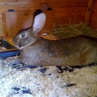 Photo de profil de Petit lapin 1