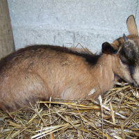 Photo de profil de Chataigne