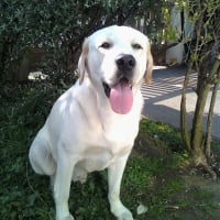 Photo de profil de Droopy