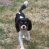 Photo de Gamine, Cavalier King Charles Spaniel