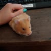 Photo de Galipette, Hamster