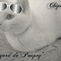 Photo de profil de Chipie