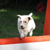 Photo de Tanguy, Parson Russell Terrier