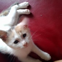 Photo de profil de Minette