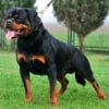 Photo de Boby, Rottweiler